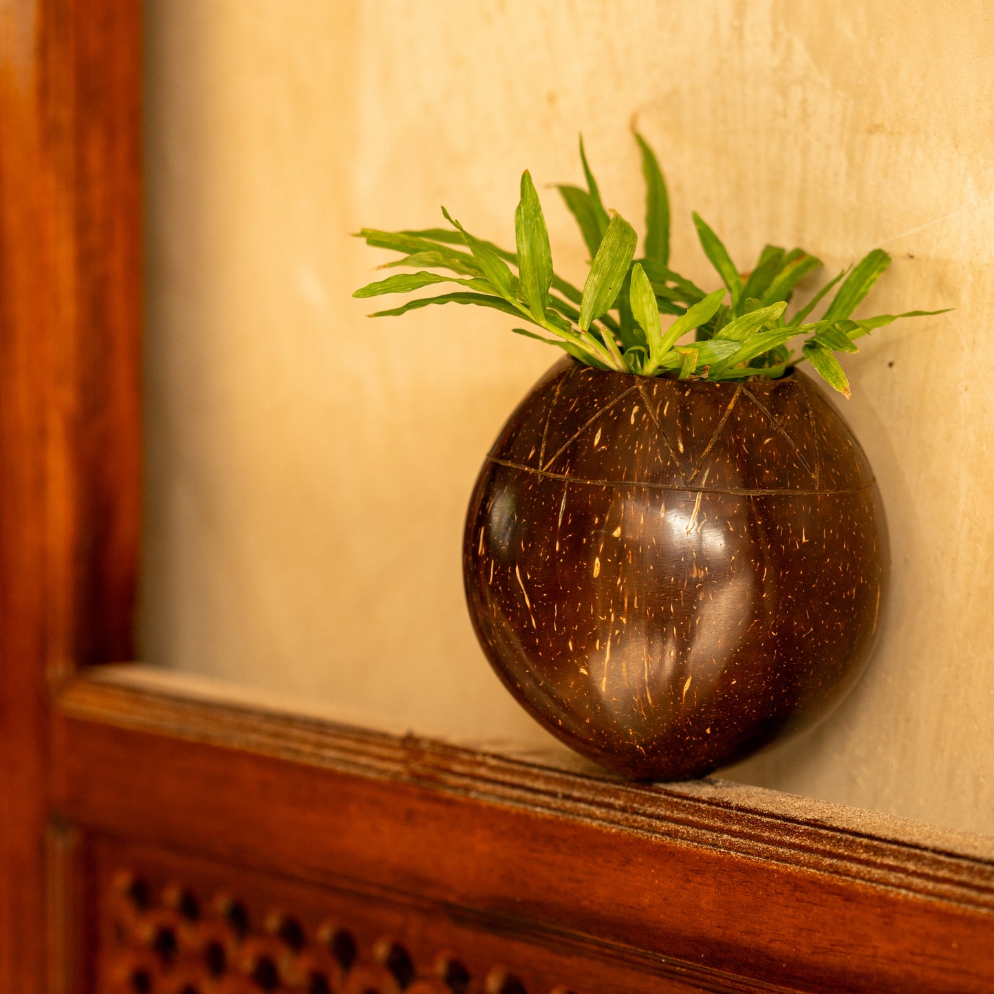 Natchu's Coconut Shell based Indoor Planter Bowl Shape (Set of 1)
