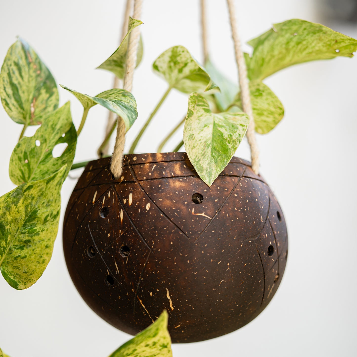 Natchu's Coconut Shell based Outdoor Planter - 1-Tier (Set of 1)