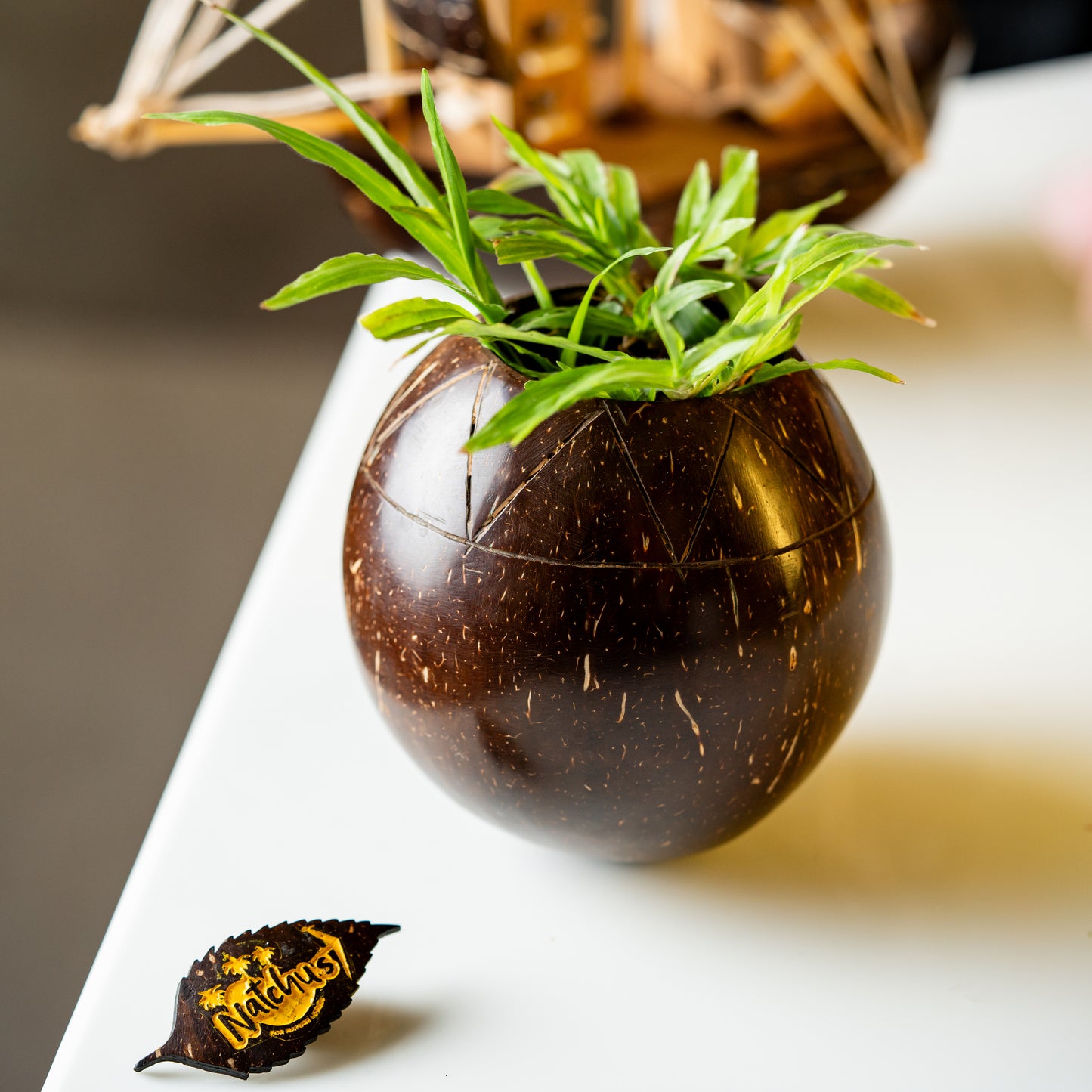 Natchu's Coconut Shell based Indoor Planter Bowl Shape (Set of 1)