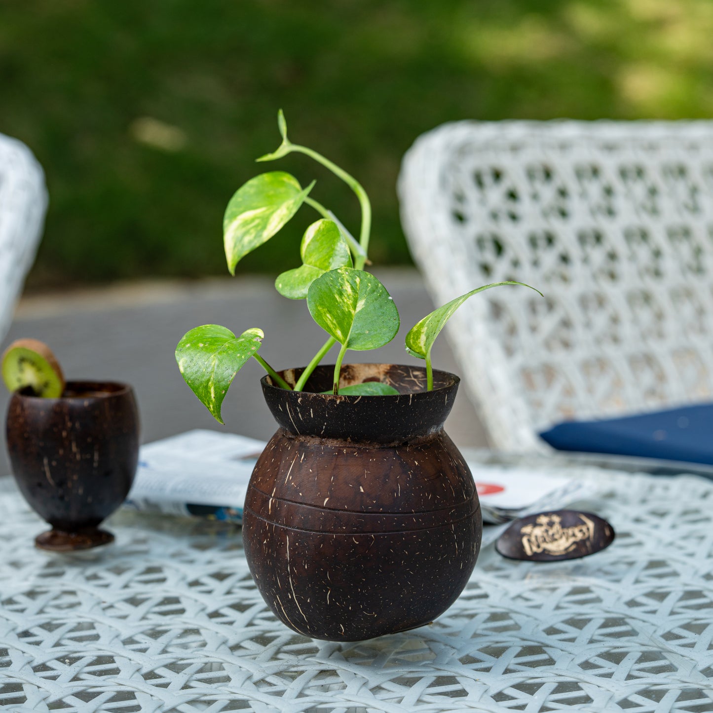 Natchu's Coconut Shell based Indoor Planter Pot Shape (Set of 1)
