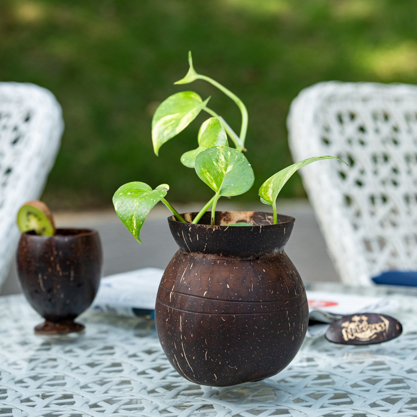 Natchu's Coconut Shell based Indoor Planter Pot Shape (Set of 1)
