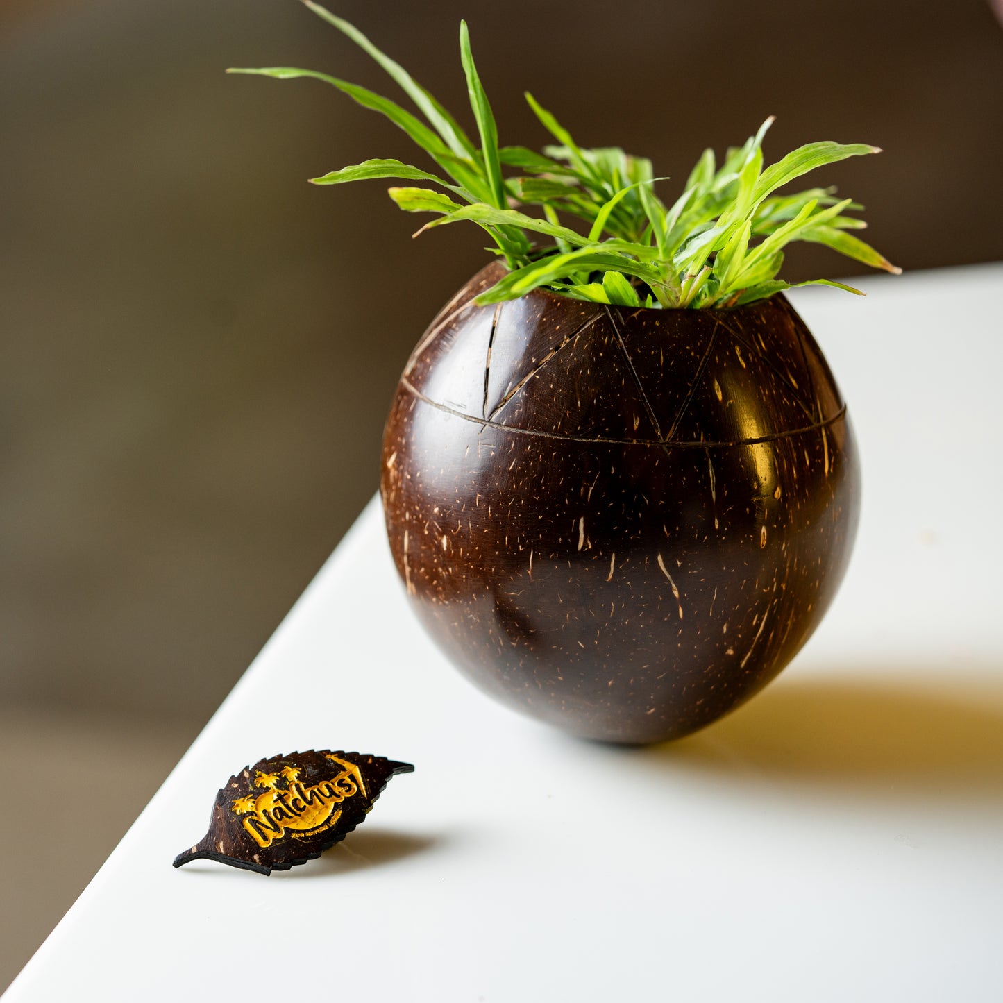 Natchu's Coconut Shell based Indoor Planter Bowl Shape (Set of 1)