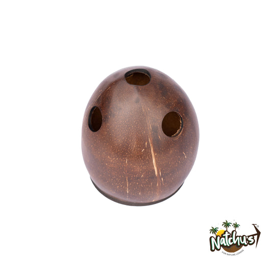 Natchu's Coconut Shell based Tooth Brush Holder (Set of 1)