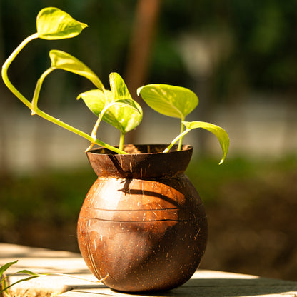Natchu's Coconut Shell based Indoor Planter Pot Shape (Set of 1)