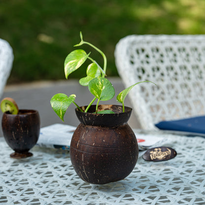 Natchu's Coconut Shell based Indoor Planter Pot Shape (Set of 1)
