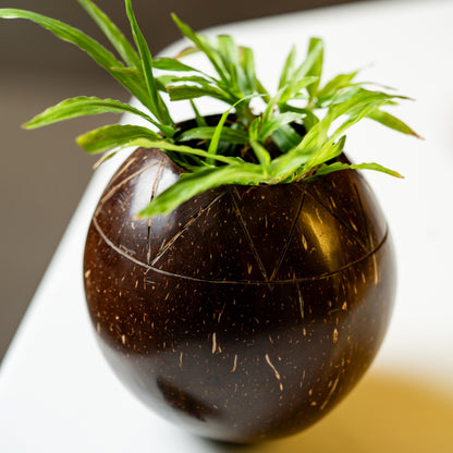 Natchu's Coconut Shell based Indoor Planter Bowl Shape (Set of 1)